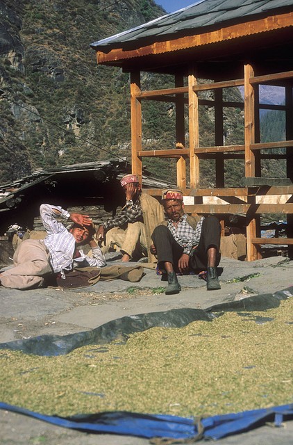 Malana - sušenje semen za naslednjo setev