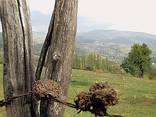 Proces sušenja