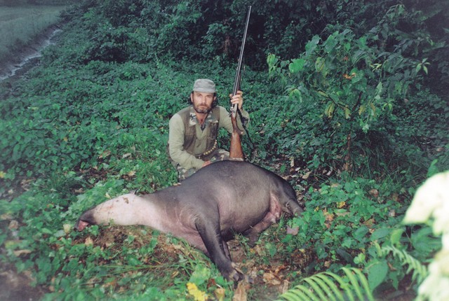 Čeprav so tapirji na videz miroljubne in tolsto spokojne živali, se v času oplodnje ali če so ranjeni spremenijo v besneče furije, ki se jih je treba zelo zelo bati.