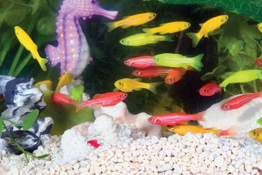 Gensko spremenjene akvarijske ribice GloFish v treh prodajnih različicah - Ognjeno rdeča, Električno zelena in Sončno oranžna